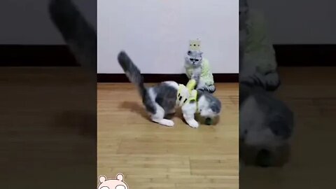🐱Cutest Cats🐱Cat soccer game⚽️⚽️
