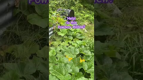 Is this powdery mildew? Also cucumbers love compost tea! #garden