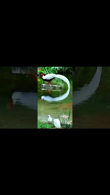 Beautiful Bird #Shorts #ytshorts #UbertainmentFun