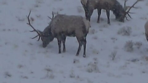 IT'S BREAKFAST TIME! JUST ME AND MY BOYS EATING BREAKFAST IN A SNOWSTORM! MONSTER BULLS!