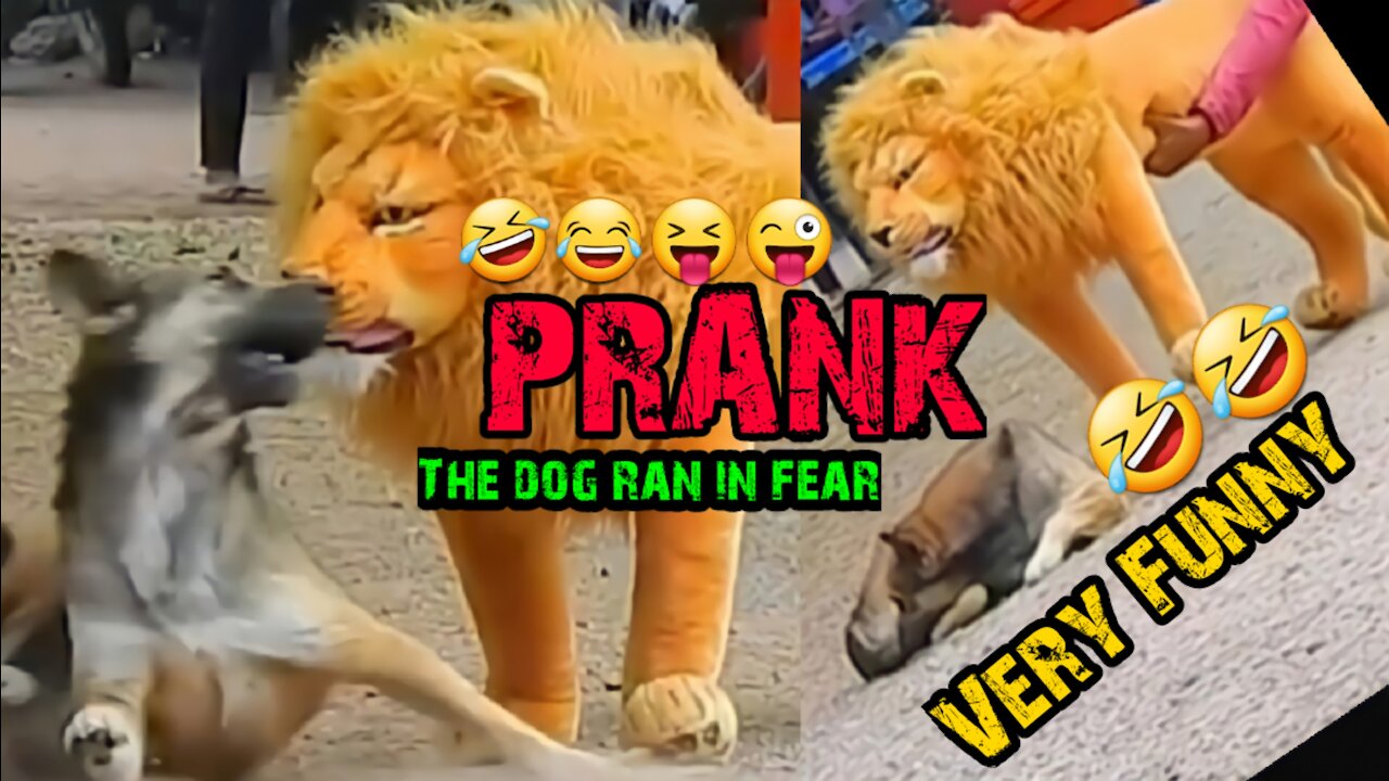 The Dog ran in fear with the Lion statue