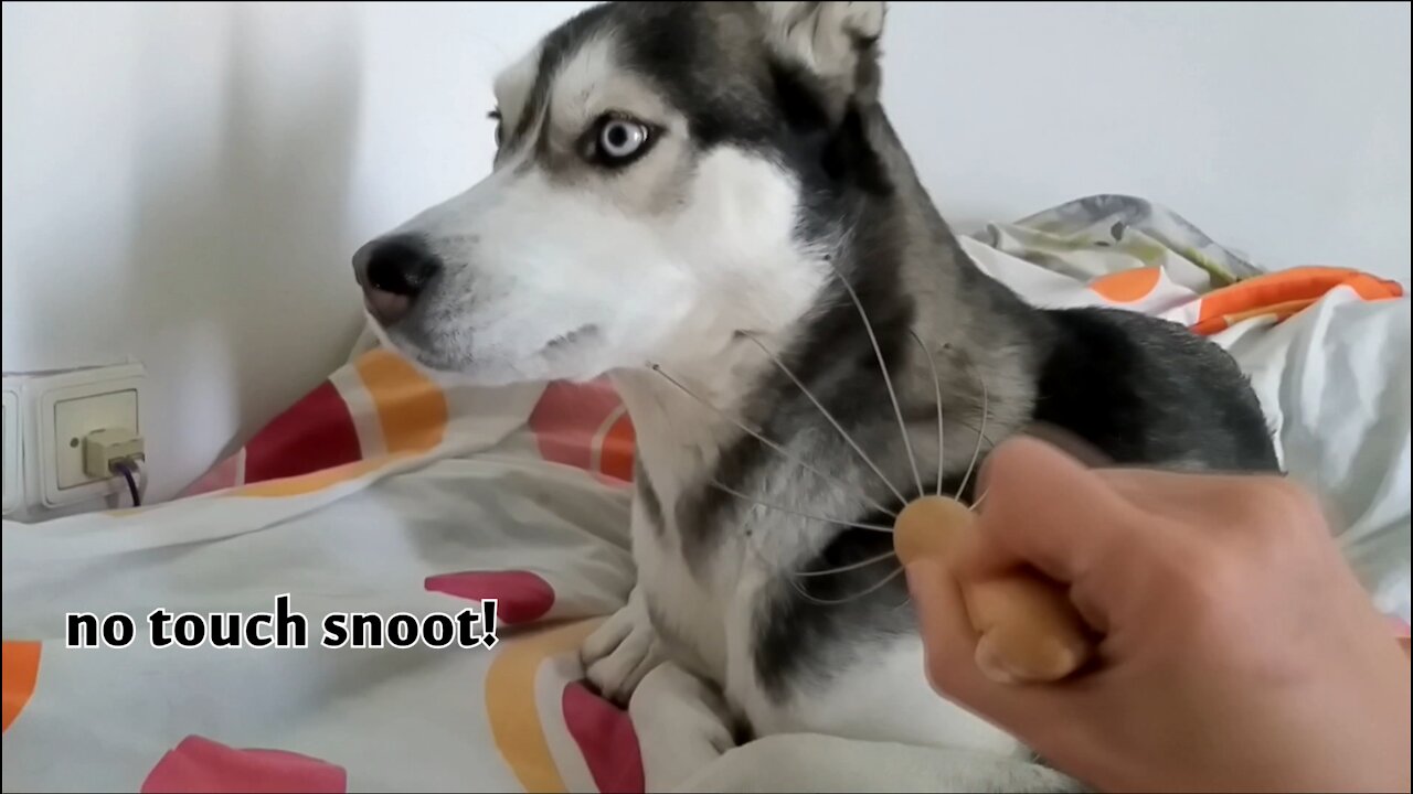 Octopus massage time! Do Huskies like it?