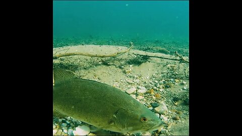 smallmouth on a rocky bed