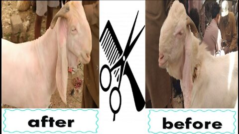 Goat hair cutting | Goat hair cutting machine | Fast hair cutting