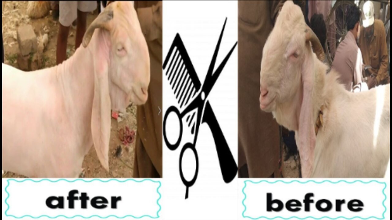 Goat hair cutting | Goat hair cutting machine | Fast hair cutting