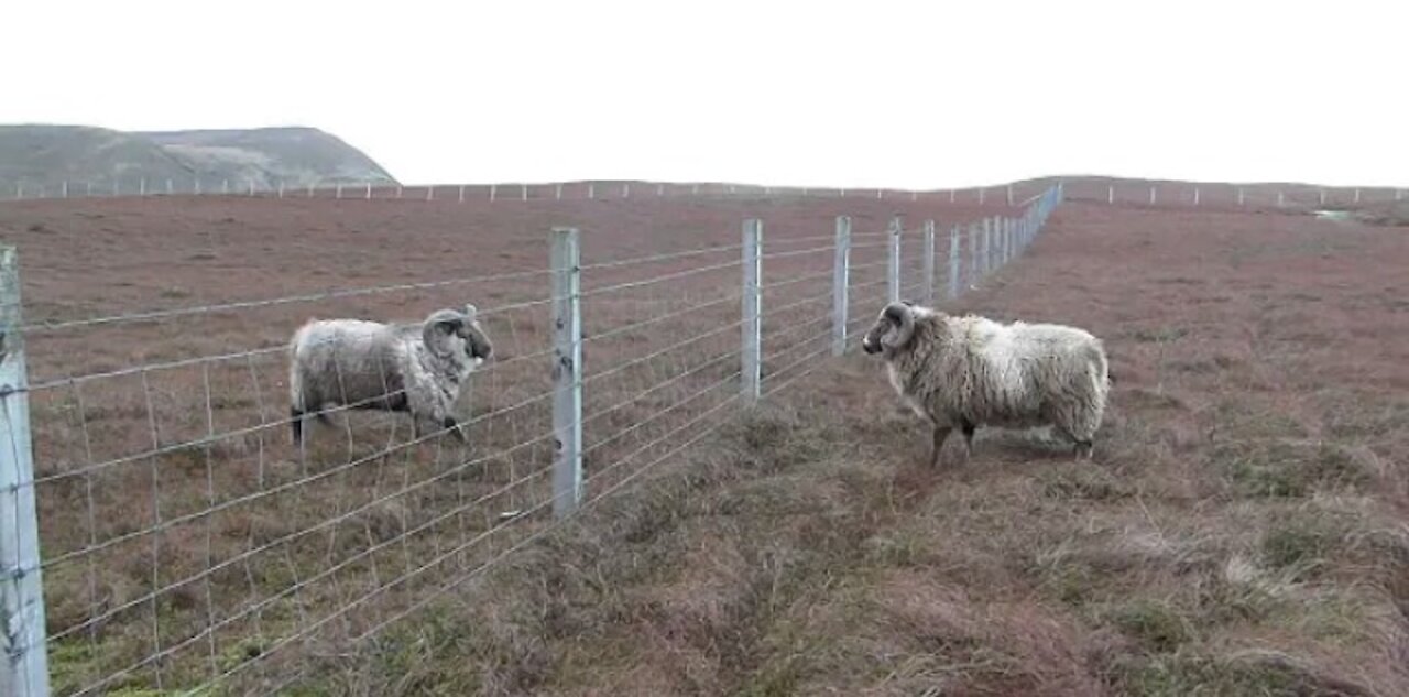 Shetland Rams