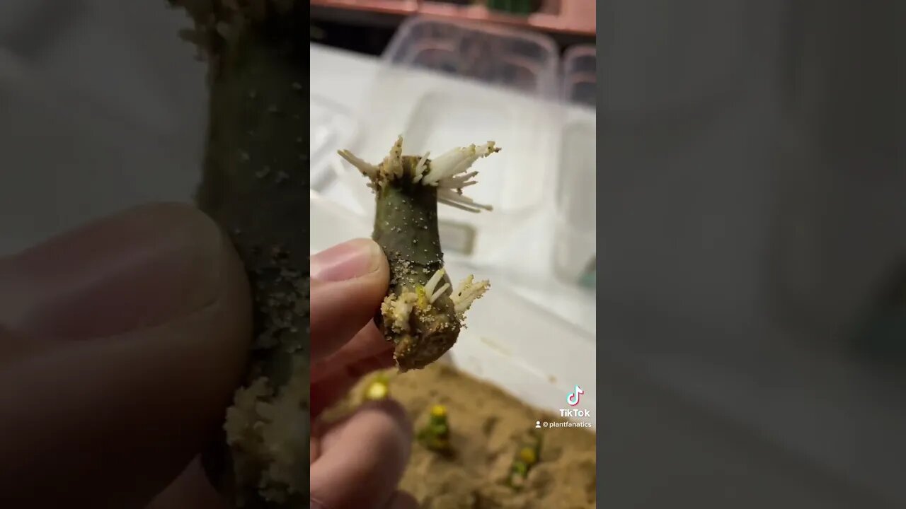 Insane Rooting Method Works Wonders!! How To Propagate Your Favorite Plants!