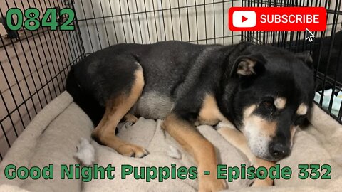 [0842] GOOD NIGHT PUPPIES - EPISODE 332 [#dogs #doggos #doggies #puppies #dogdaycare]