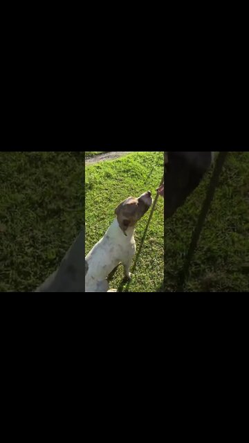 Pit bull is a good boy. Loves his treats
