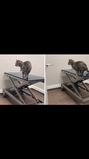 Adventurous Cat Tries To Jump On Table, Fails Hilariously