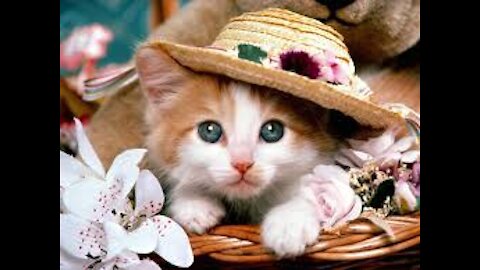 Beautiful cat 02