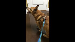 Corky at the Vet