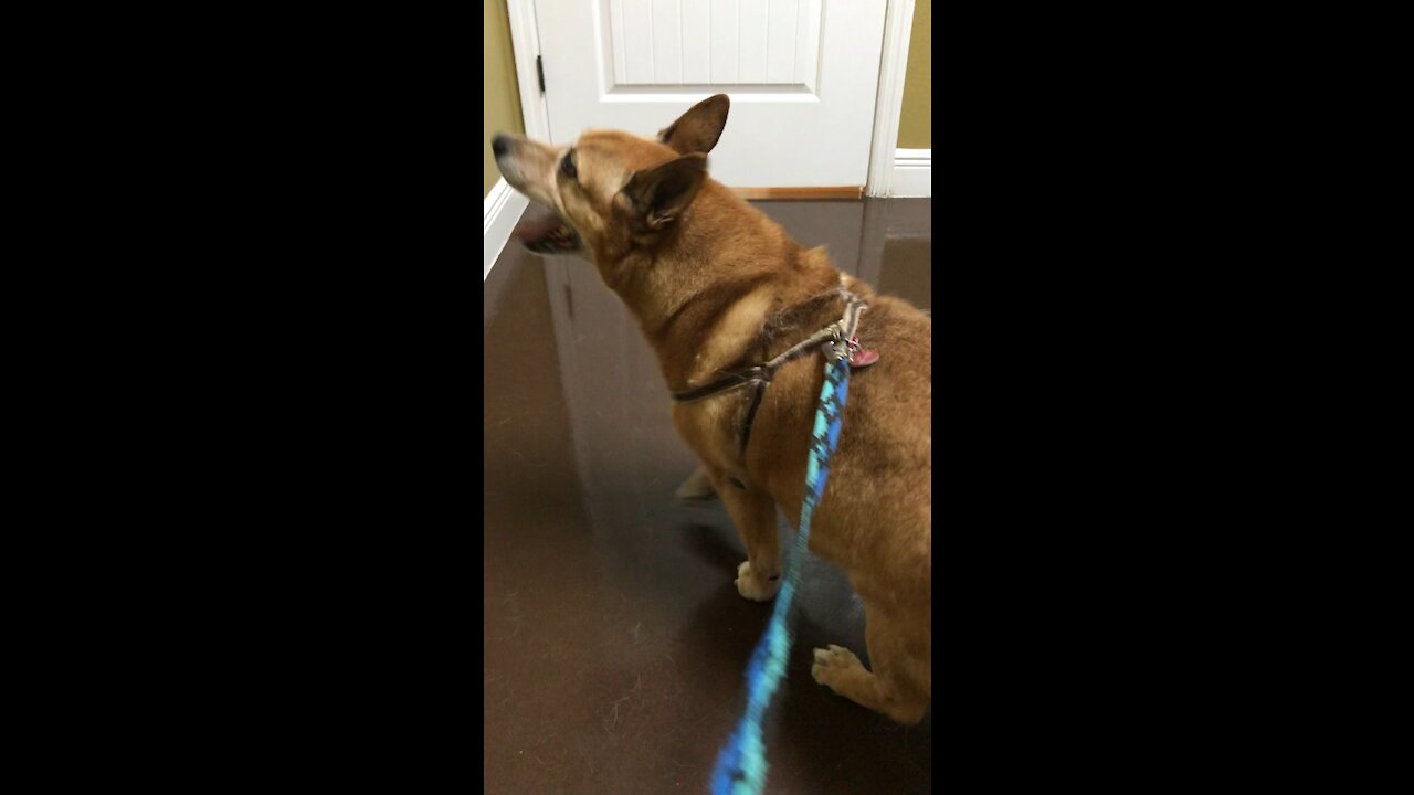 Corky at the Vet