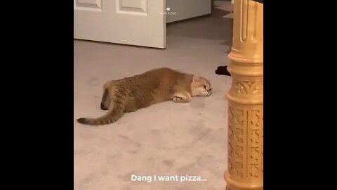 Too tired #shorts #shortsvideo #cat