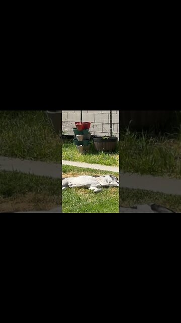 Puppy Down🥺 Enjoying the Sunshine 🌞