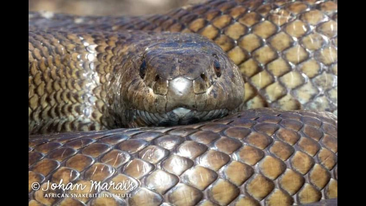It explains the most biggest Python in the world