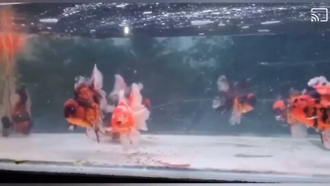 Wow super beautiful goldfish in tank-10