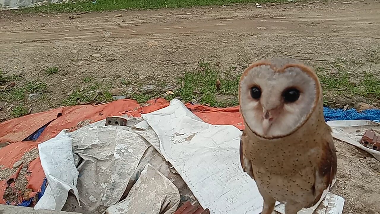 Owl and heart face