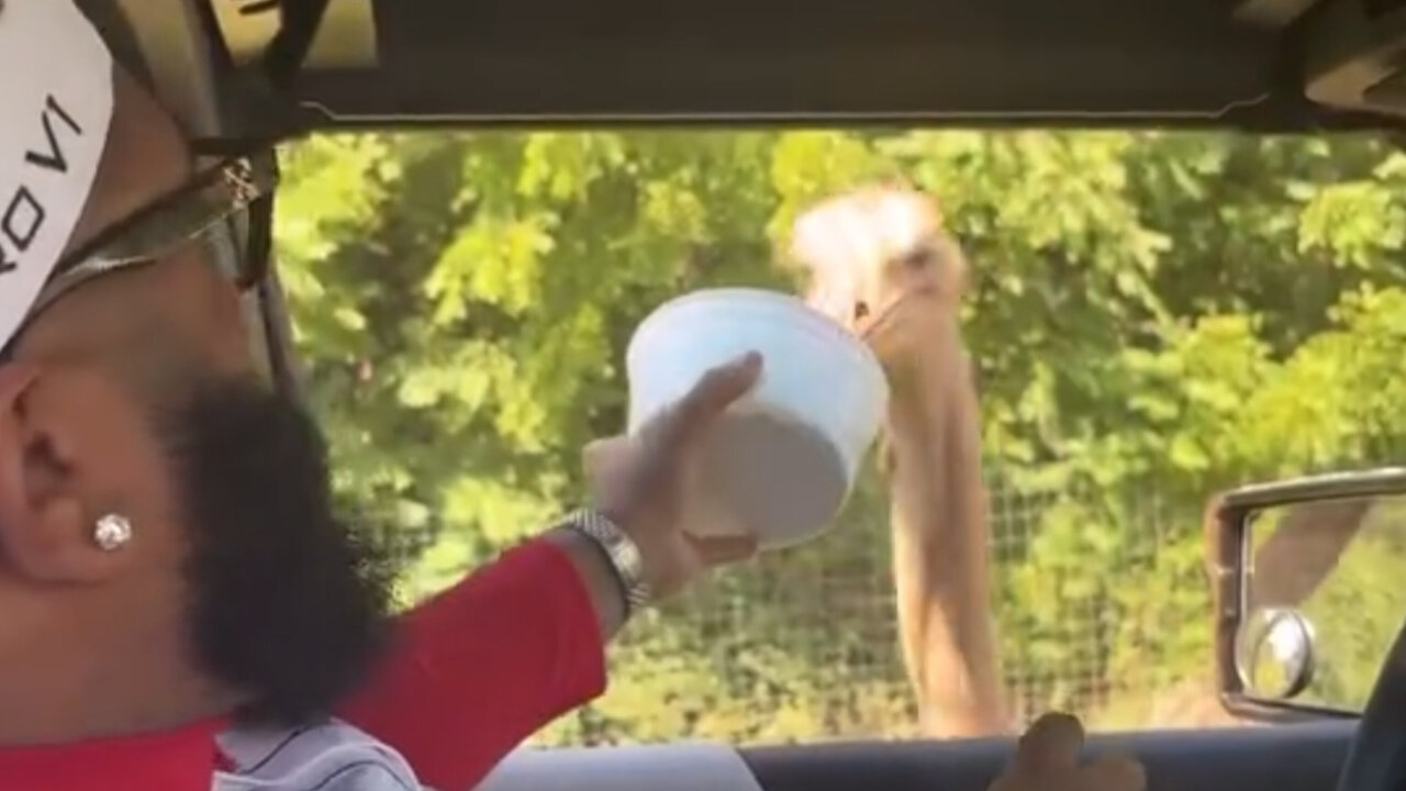 Druski feeds an ostrich