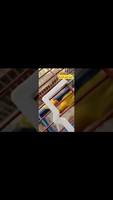 طيور الروز الناذرة كيوت روعة مرحبا