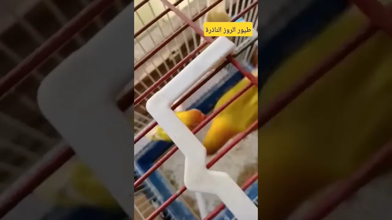 طيور الروز الناذرة كيوت روعة مرحبا