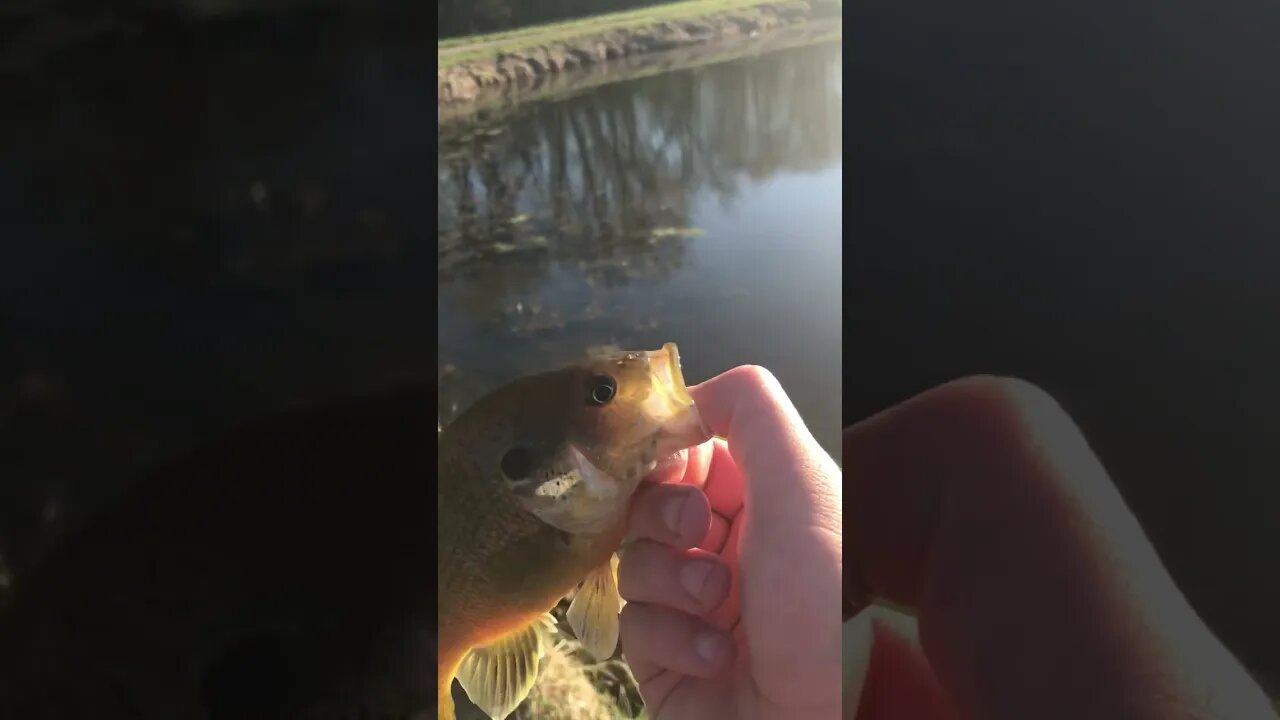 Green sunfish #fish #getreel #catchingfish #fishing #sunfish #sport