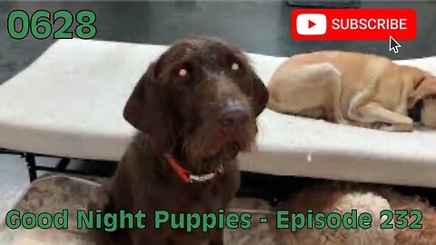 [0628] GOOD NIGHT PUPPIES - EPISODE 232 [#dogs #doggos #doggies #puppies #dogdaycare]