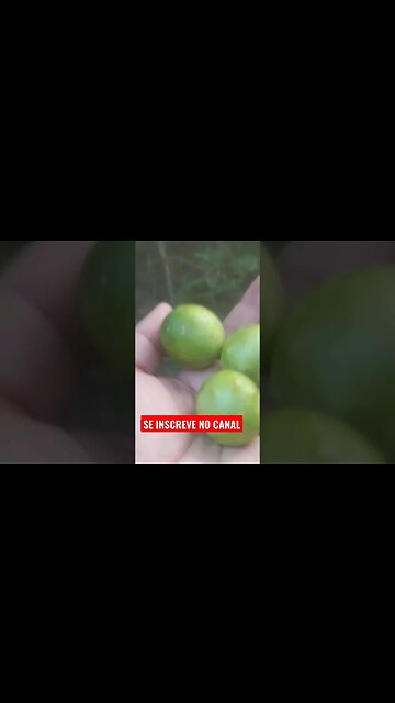 🌵Colhendo umbu no sertão, umbu gigante, #shorts#umbu#sertão #nordeste #nordestino , Confira 🌵