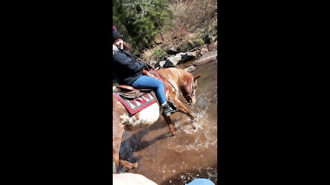 My horse laid down in the creek!