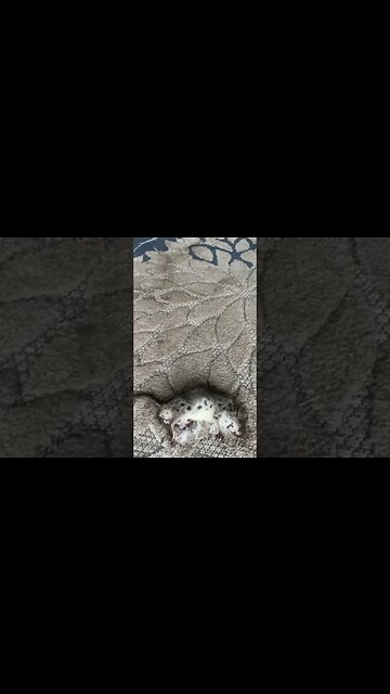 Fox the Cat is Proud of His Rat