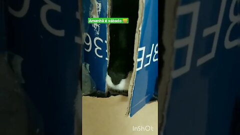 LouGatemia de Polícia. Gato Bartolomeu Tunico brincando de policial. 😺🚓