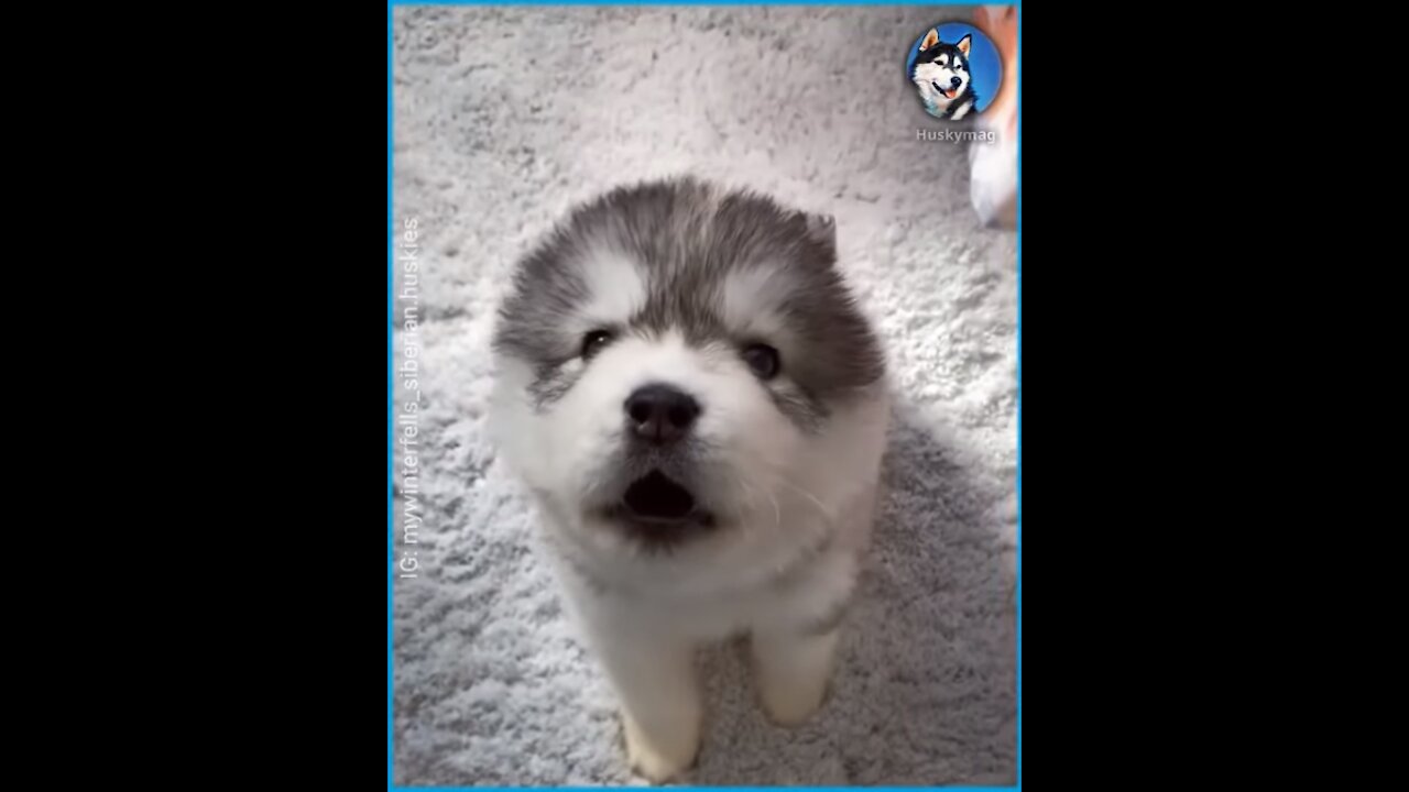 Siberian Husky Howling For The First Time