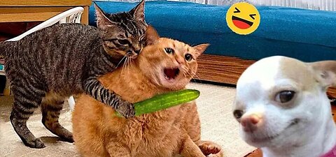 Funny Dogs And Cats Videos 2024 🤣