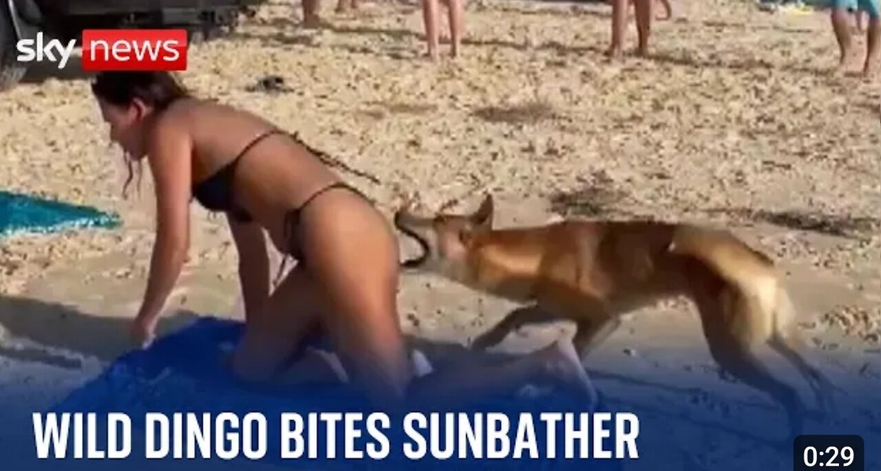 Dog bites sunbathing tourist in Queensland
