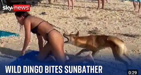 Dog bites sunbathing tourist in Queensland