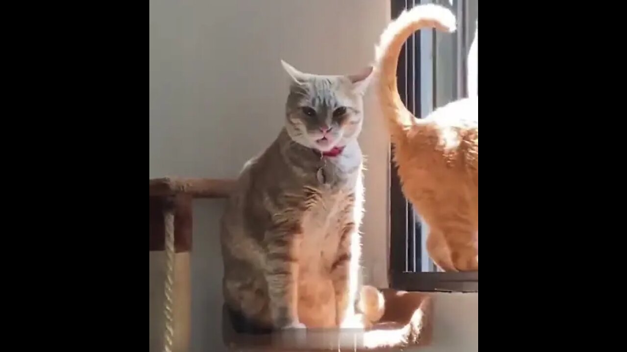 Funniest Cats and Dogs Ever 😹😹