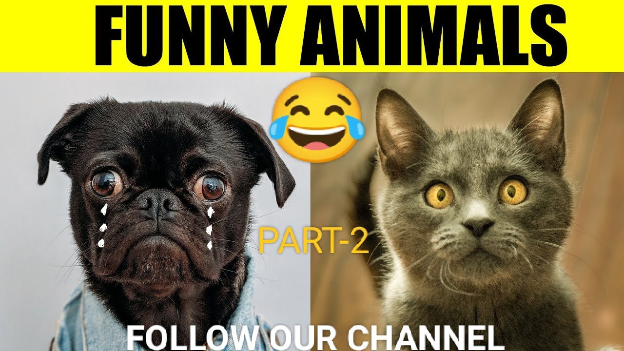 New cat videos funny cat videos of the 🎆🎇 (new cat video)