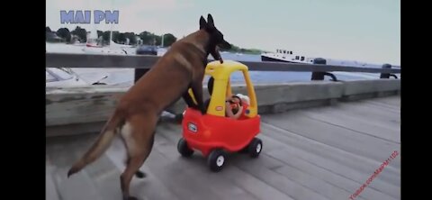 Cute dogs protecting babies and kids. Cute and funny video that'll make you laugh hard 😂💯