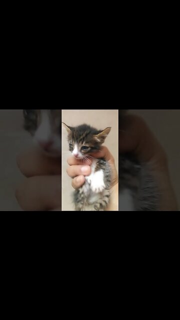 Я нашел брошенного бедного маленького котенка
