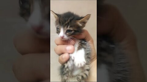 Я нашел брошенного бедного маленького котенка