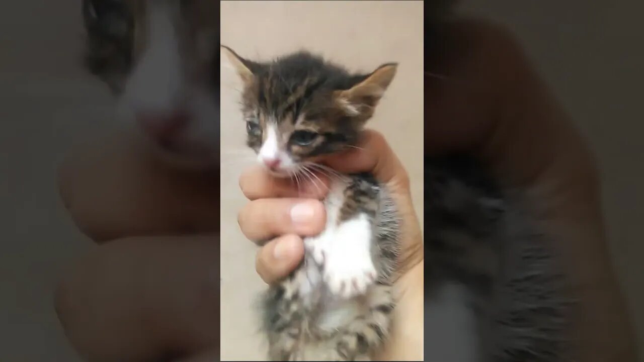 Я нашел брошенного бедного маленького котенка