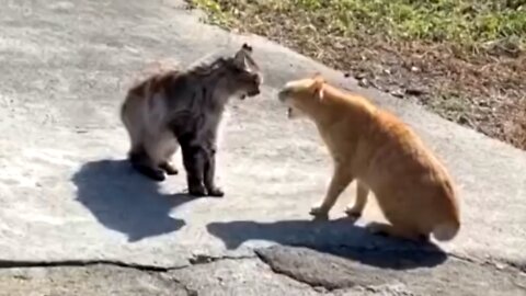 Two cats fighting and falling into water