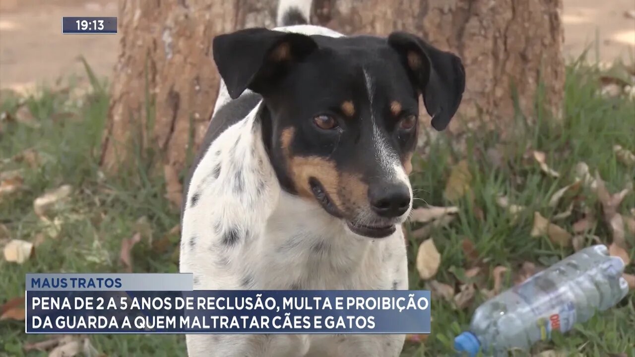 Maus Tratos: Pena de 2 a 5 Anos, Multa e Proibição da Guarda a quem Maltratar Cães e Gatos.