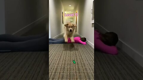 Funny Dog 🤣🤣🤣🤣