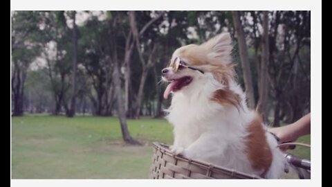 Chihuahua dog with sunglasses on bicycle basket