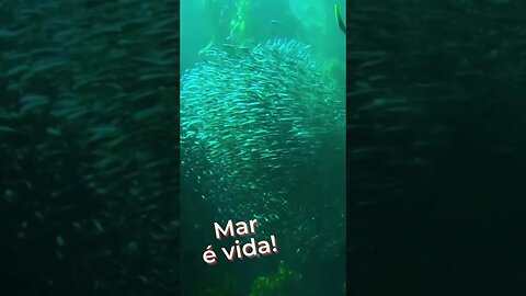 O MAR É ALIMENTO E VIDA! #short