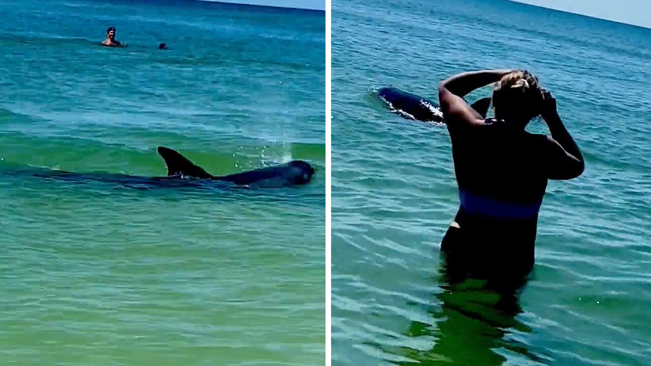 Family on vacation have an unbelievable dolphin experience