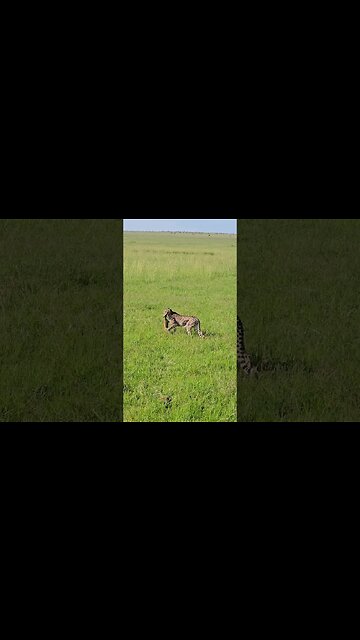 #Wildlife Sightings Today 09/12/23 | Lalashe Maasai Mara | #shortsafrica #holidayswithshorts