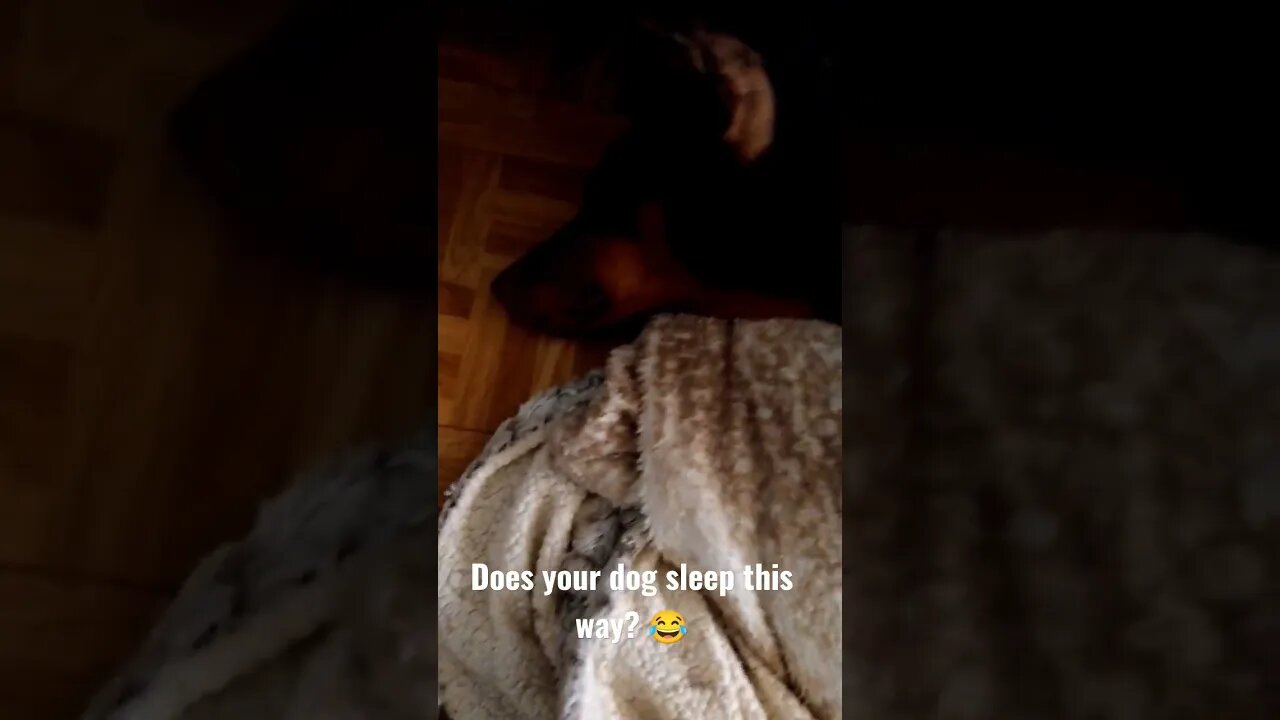 Does your dog sleep this way? 😂 #Doberman #milatherebel
