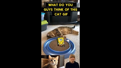 Cute Cat Gif